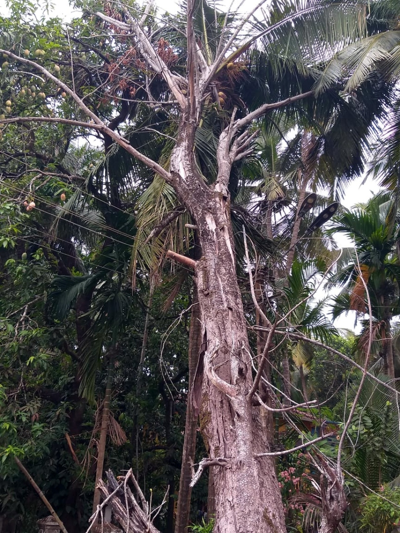 Uprooted tree leans precariously on coconut tree at Galgibaga