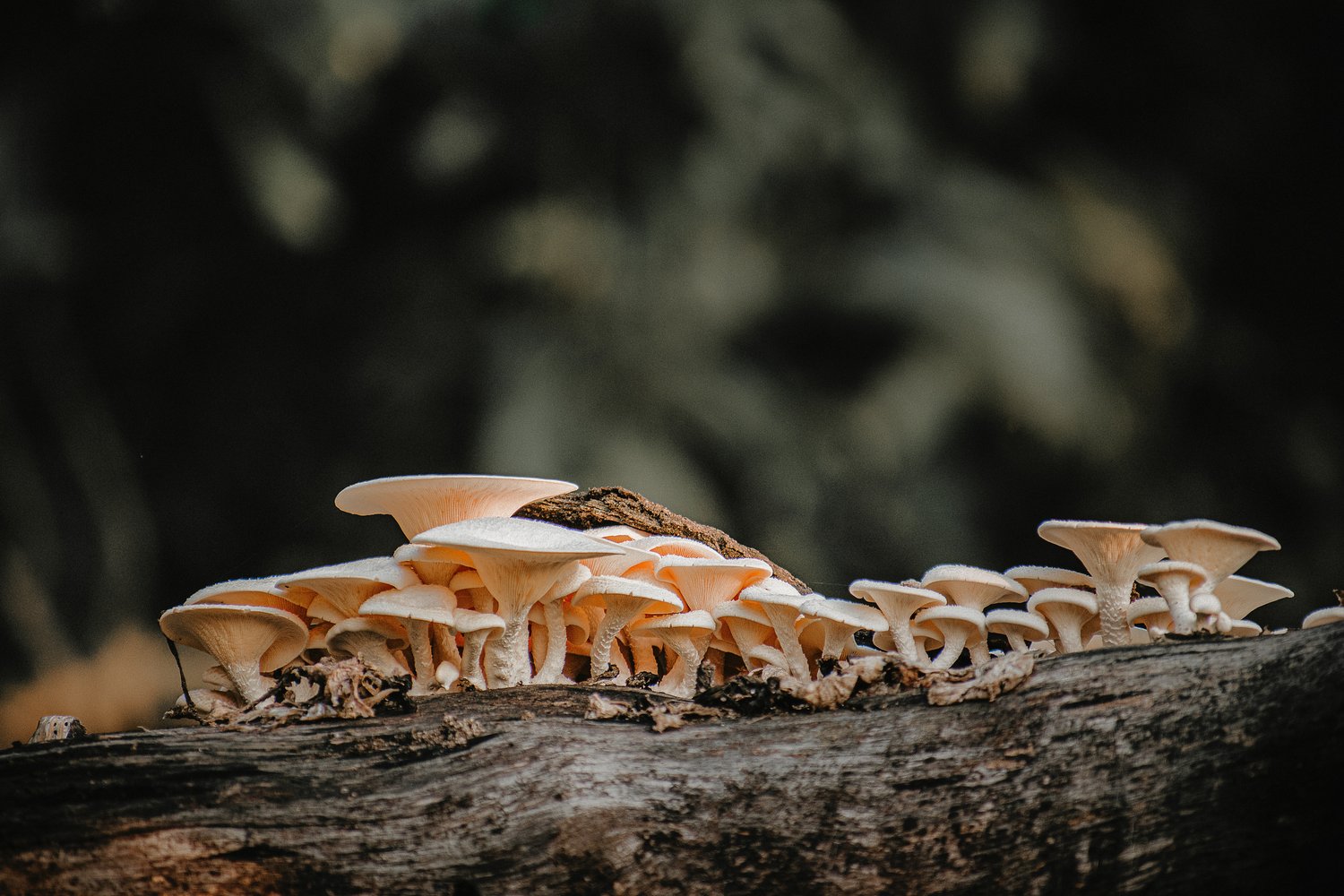 ﻿It’s time to include fungi in global conservation goals