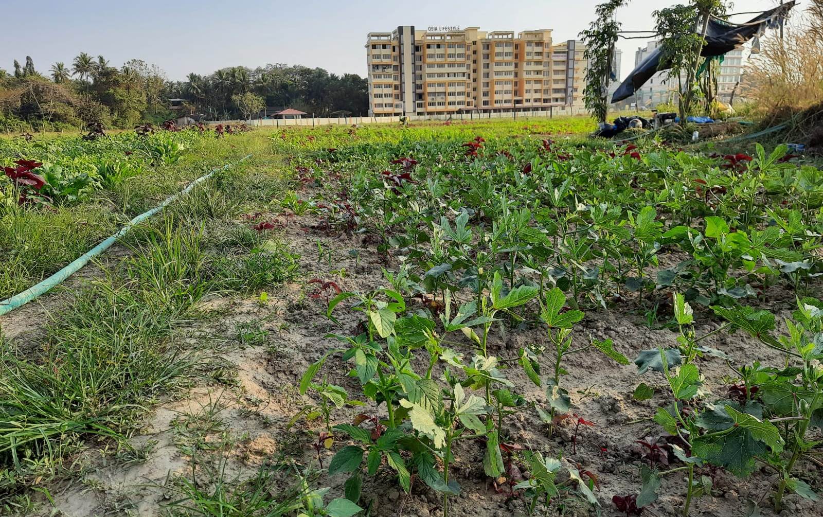 Yet another paddy season, but Aquem Madel farmers clueless on fate of fields