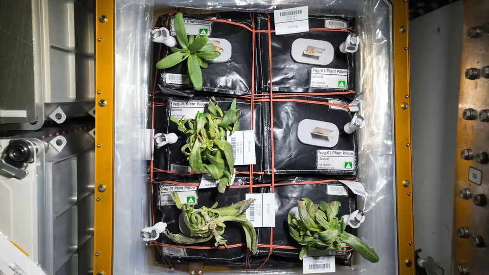 ﻿Over 100 yrs of Antarctic agriculture is helping scientists grow food in space
