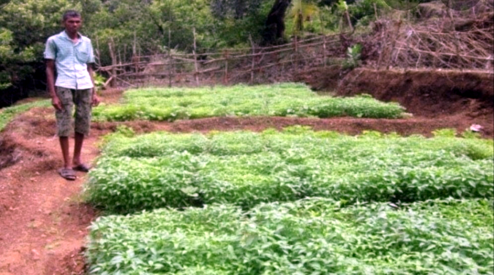 Heavy rainfall in Canacona could hit famed Khola chillies