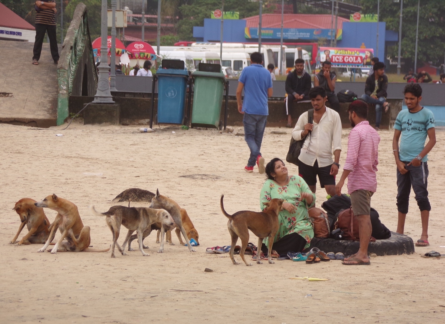 Strays descend on Colva beach in search of food