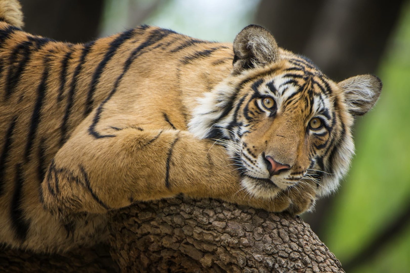 ﻿Eye of the tiger: Reality check on ‘International Tiger Day’