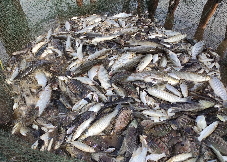 Corjuem-Curtorim farmers net bumper catch of freshwater fish