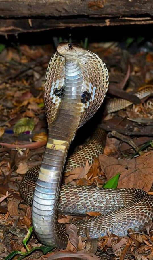 Celebrating Nagpanchami: The Hindu festival that teaches to revere snakes
