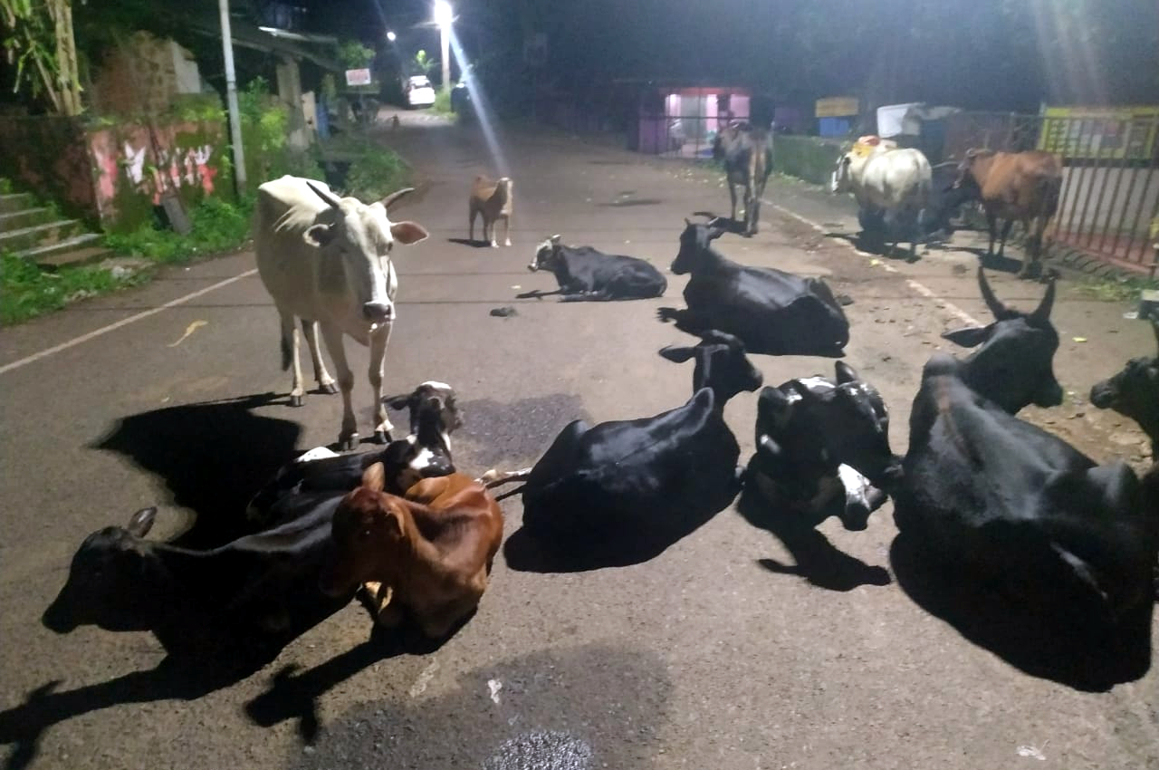 Stray cattle cause for many road mishaps in Canacona