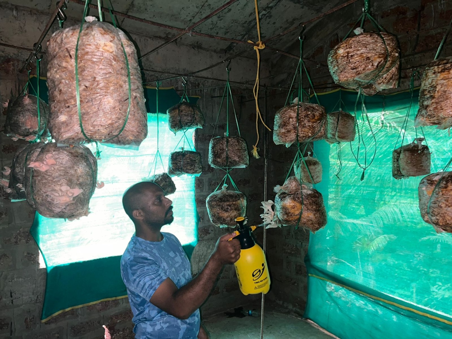 Carmona seaman-turned-farmer reaps success in oyster mushroom cultivation