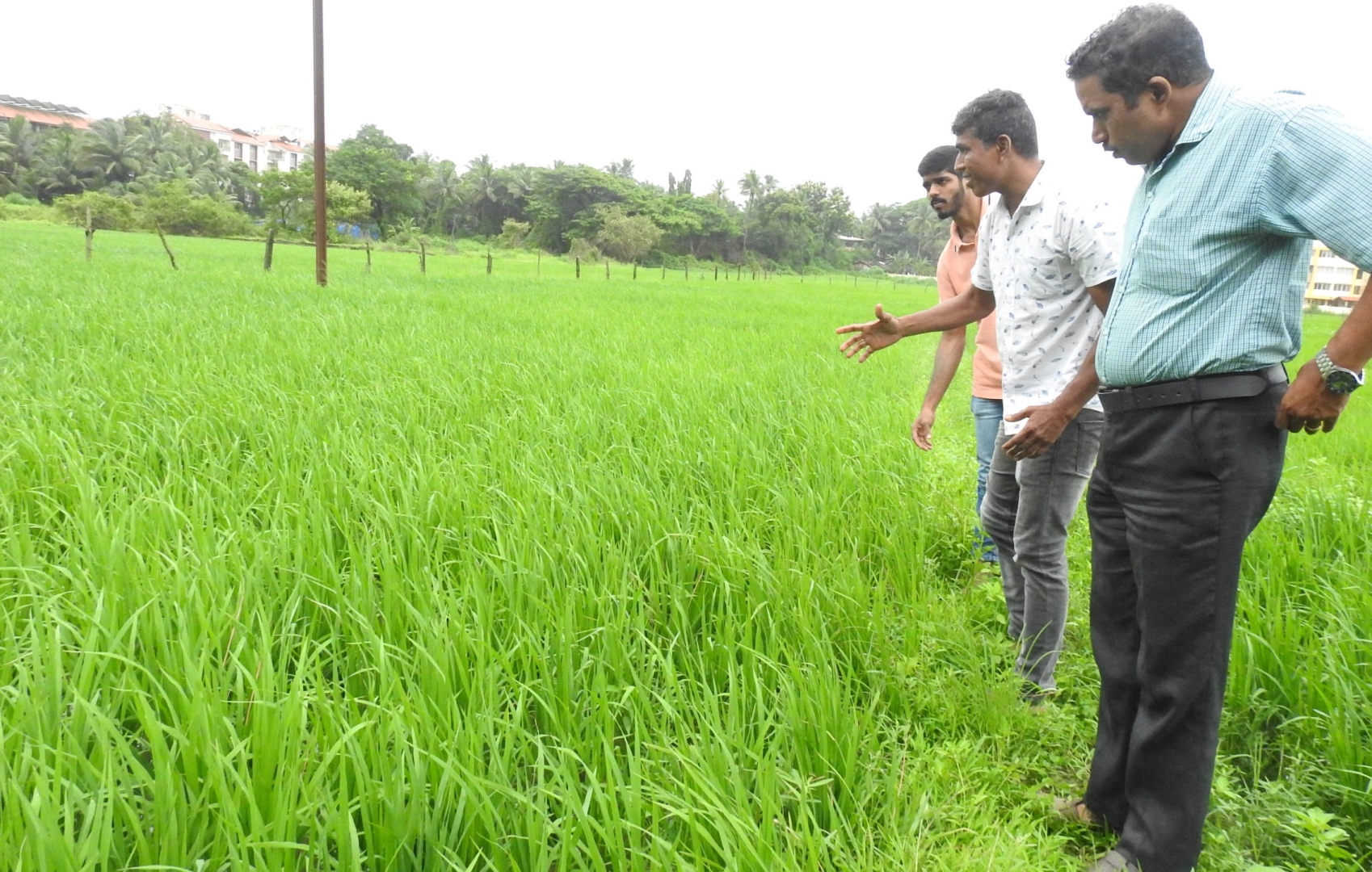 Sought for devpt projects, Aquem-Baixo farmers retain and cultivate paddy fields