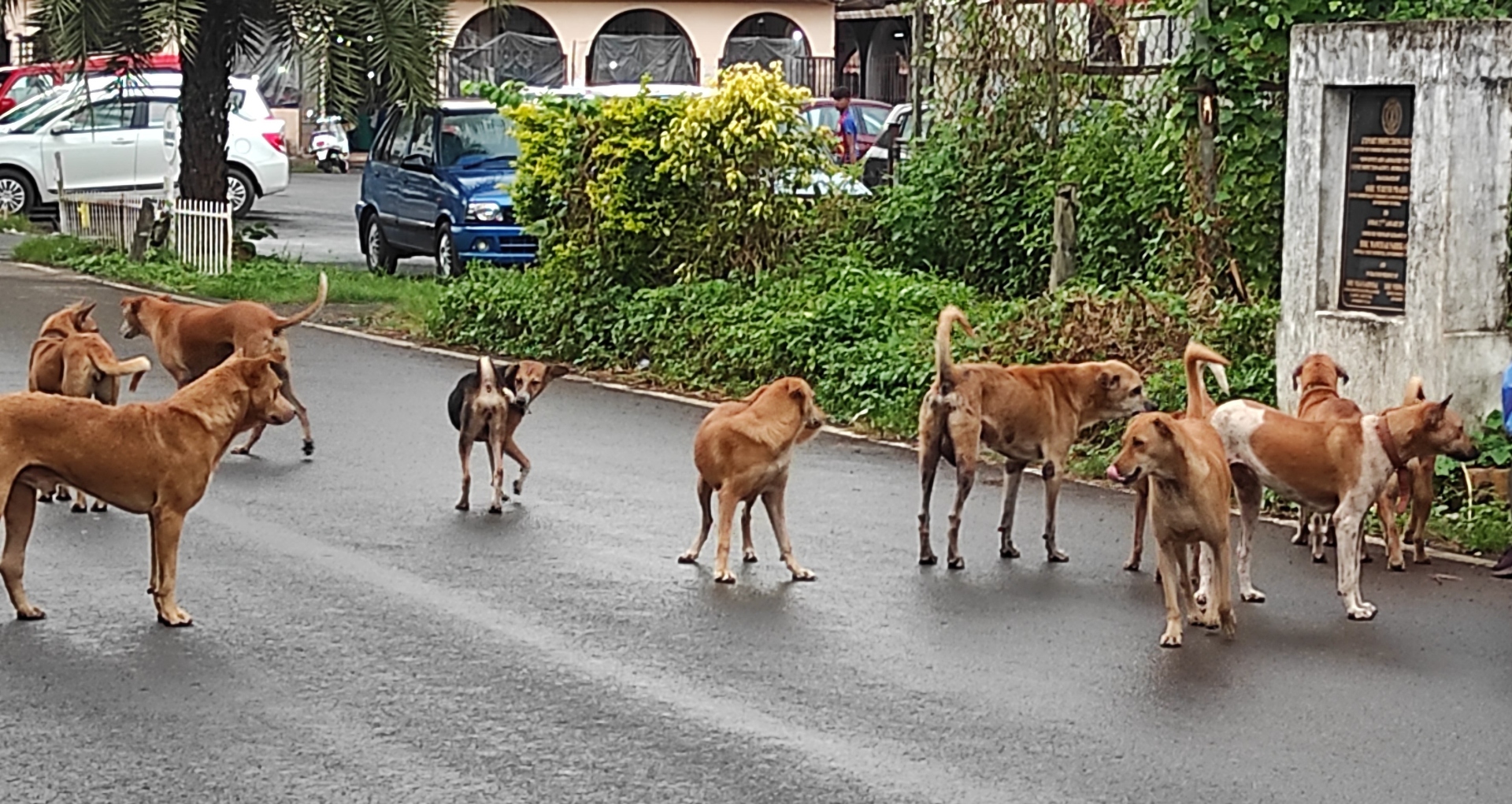 Health scare: Leptospirosis cases among dogs on the rise in Margao