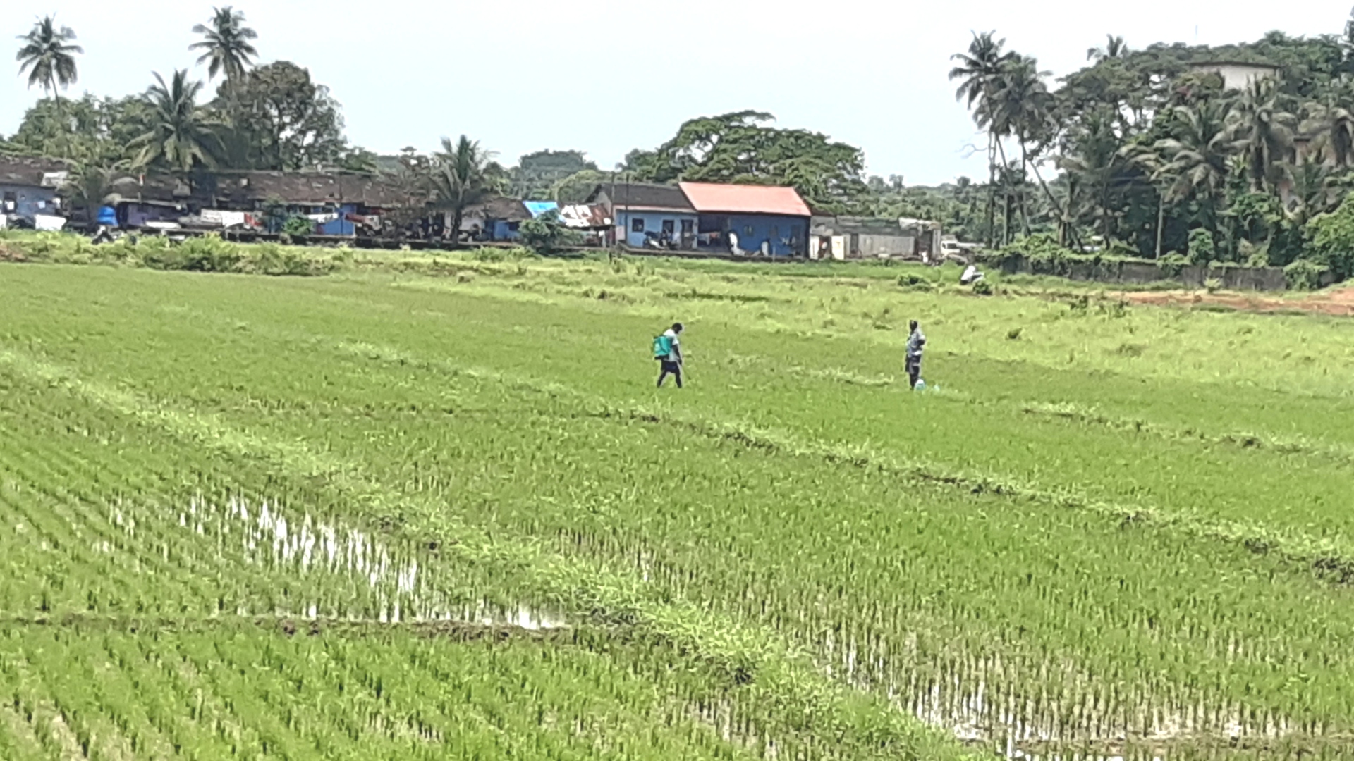 Farmers hold on to hope of stilts, cultivate fields