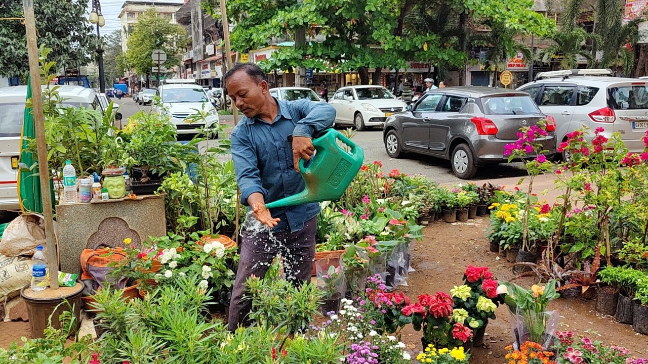 Thieves go green, steal plants from Vasco roadside nursery