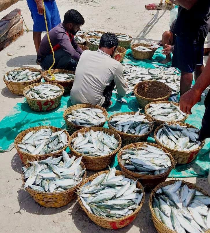 Fishermen net bumper catch of mackerel at Benaulim