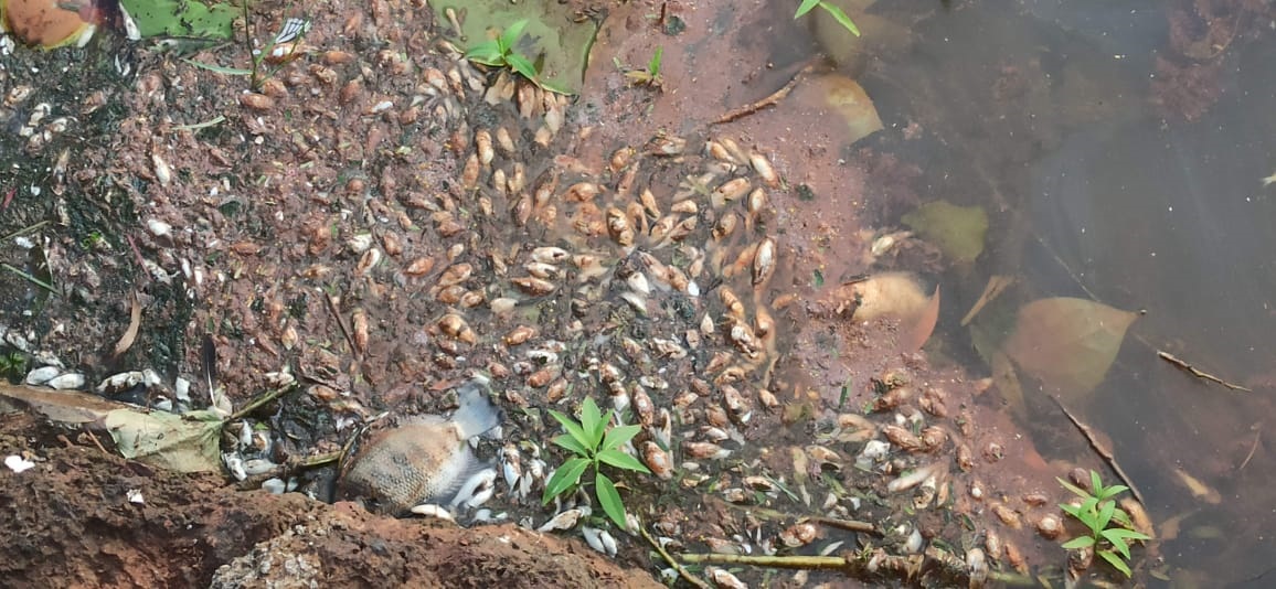 Dead fish float in khazan water body at Loutolim