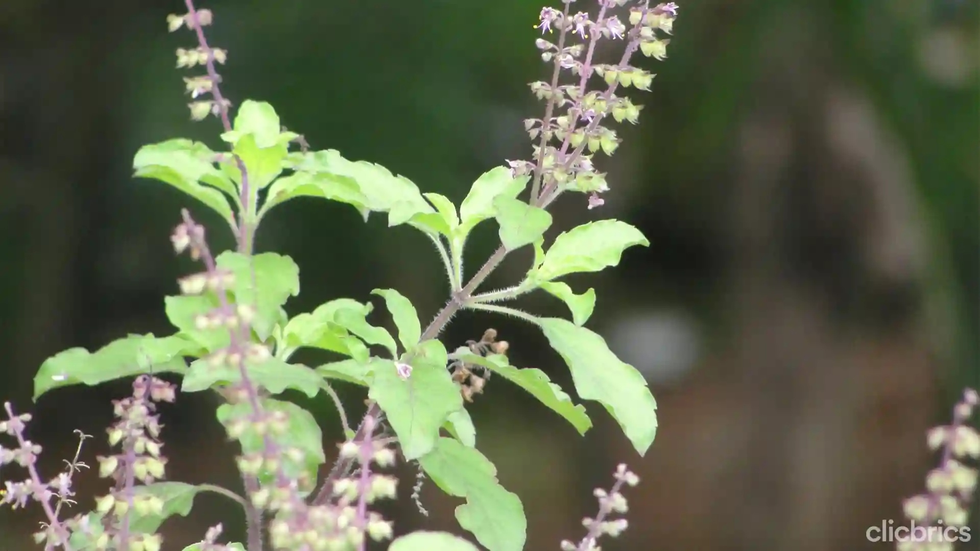 The Goan EveryDay: Medicinal plants going extinct: WAC calls for conservation The Goan EveryDay: Medicinal plants going extinct: WAC calls for conservation