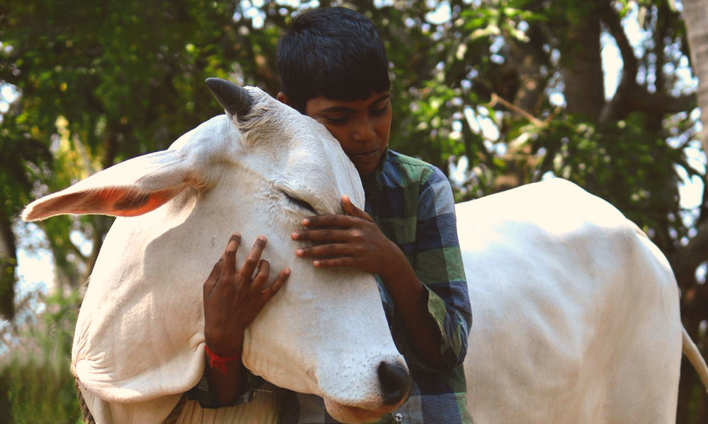 The Goan EveryDay: ﻿Mark Feb 14 as 'Cow Hug Day': Animal Welfare Board