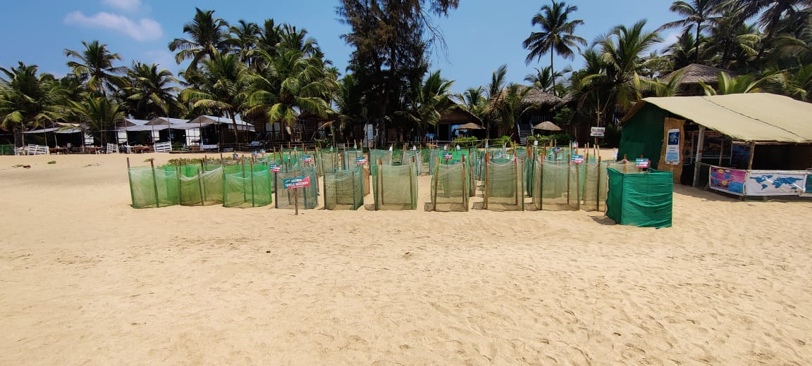 Agonda beach home to all-time high of 5,100 Olive Ridley eggs in 50 pits