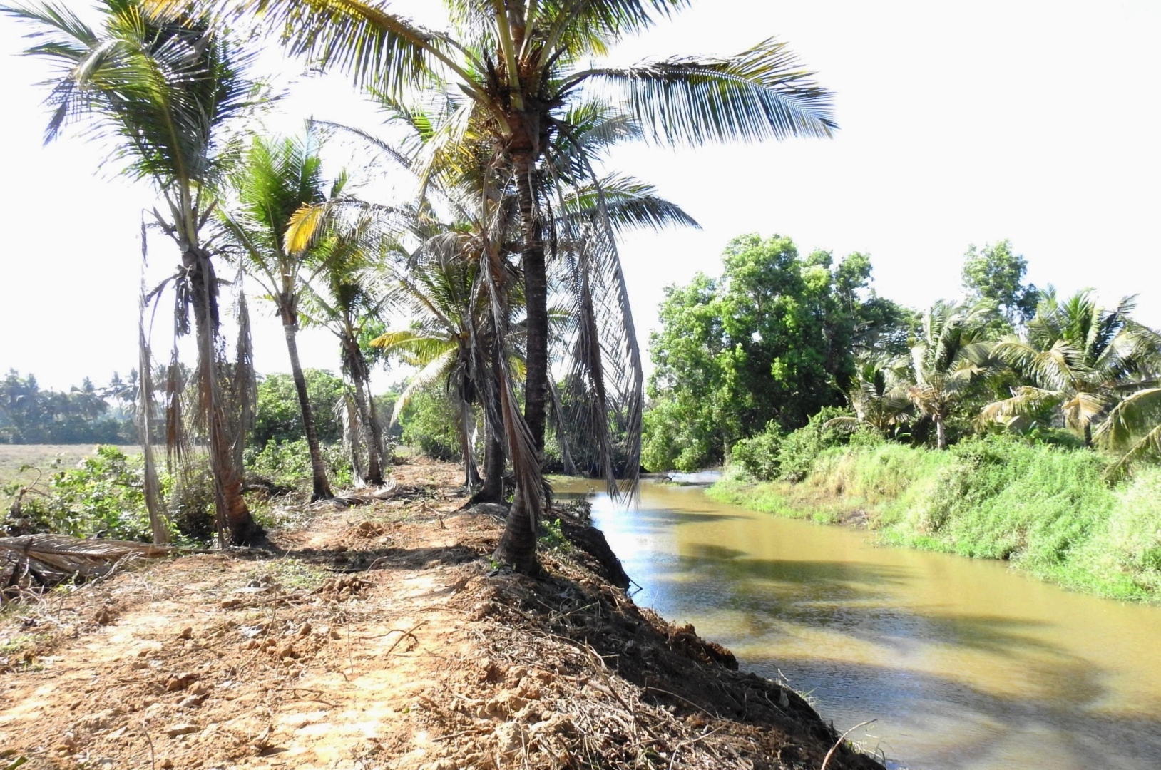 Nuvem panel objects to loss of  biodiversity during Sal's desilting