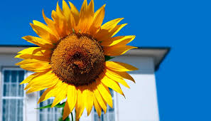 Don't ignore your   daily dose of   Sunshine vitamin
