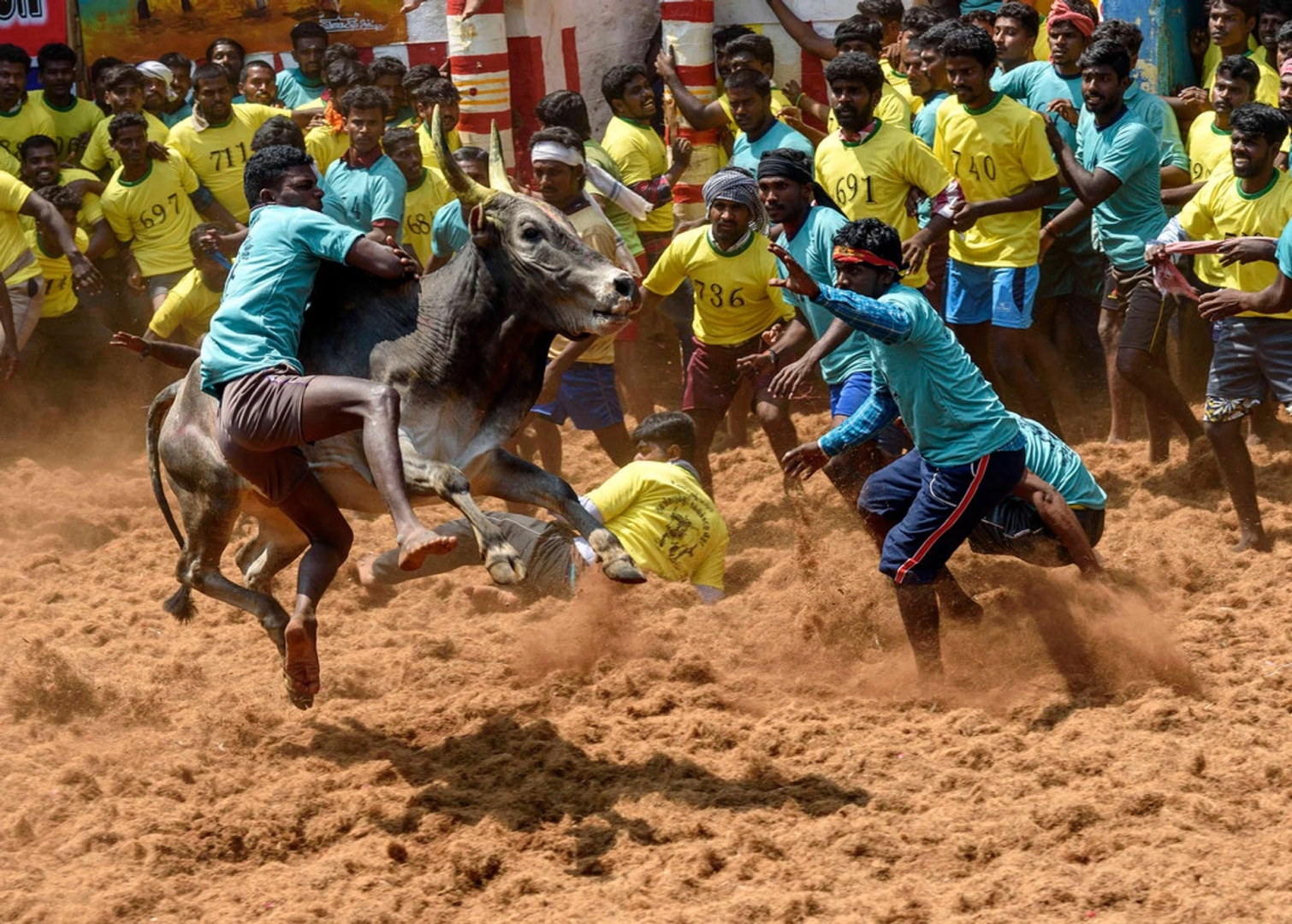 Jallikattu: Why is the bull-taming sport so controversial?
