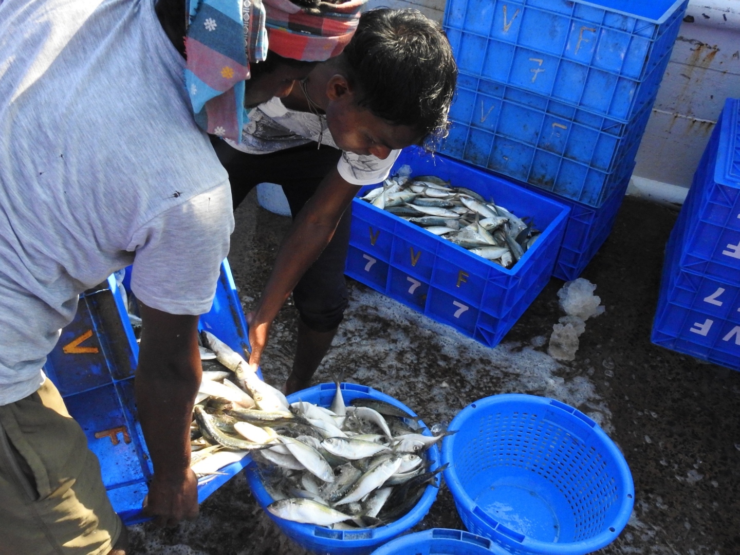 Mackerel brings joy to fish exporters, but boat owners left blue