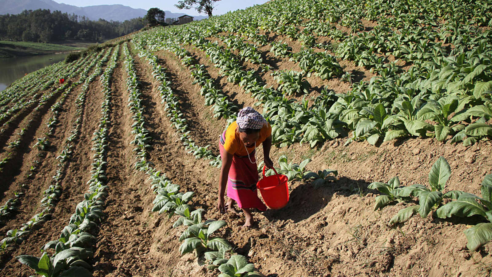 ﻿World No Tobacco Day: We need food, not tobacco