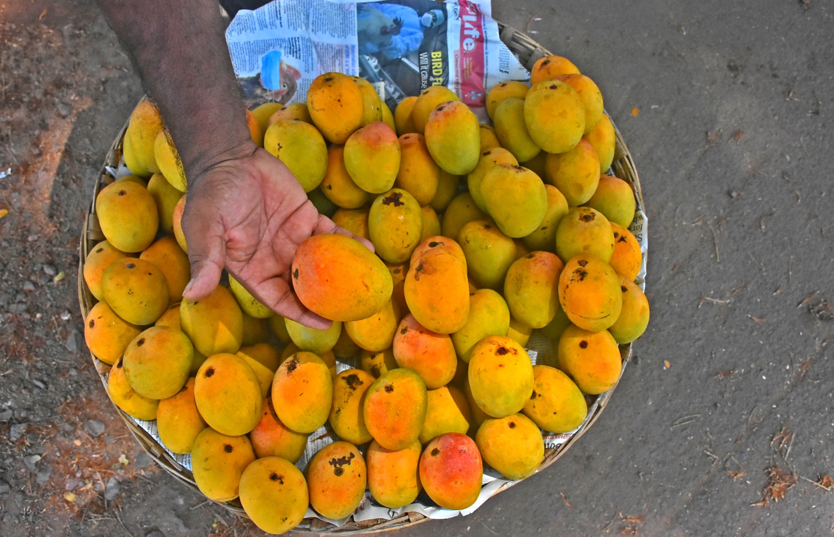 The roots of Goan mangoes