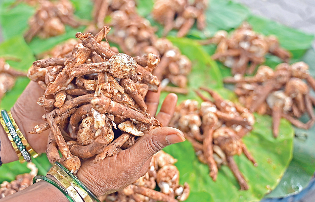 MONSOON DELICACY: