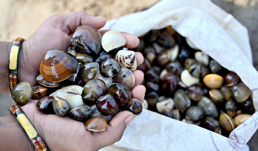 SHELL OF A FEAST